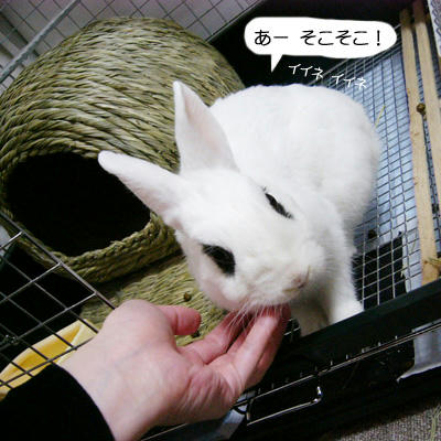 イイネイイネ