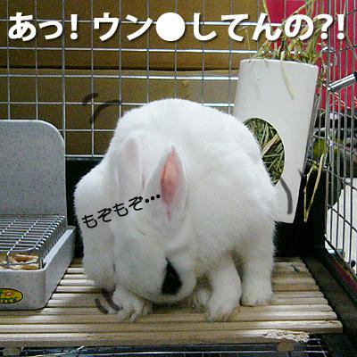 ウンコ？