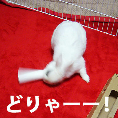 どりゃー