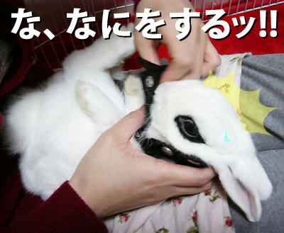 なにをするっ