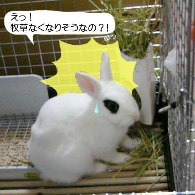 なくなりそうなの？