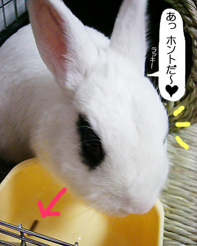 ラッキー