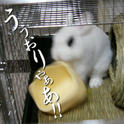 うぉりゃあ