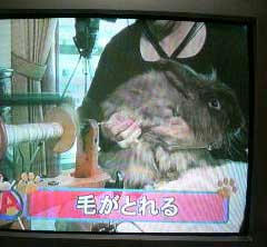 うさぎ毛紡ぎ
