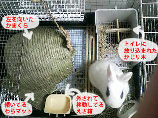 ドリィくんによる模様替え