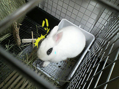 ハッ