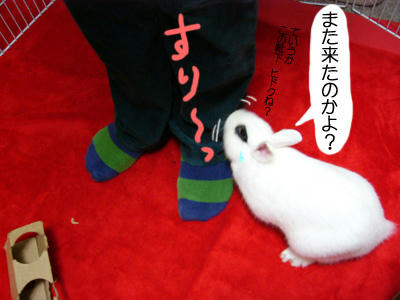 また来たのかよ