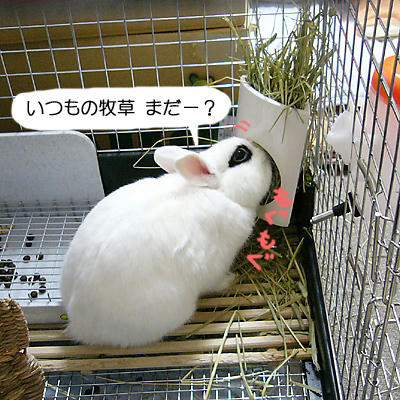 牧草まだ？