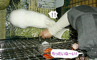 もったいなーい