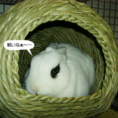 眠いなぁ