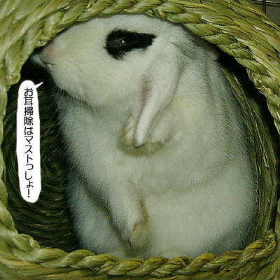 マスト耳掃除