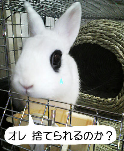 捨てられるの？