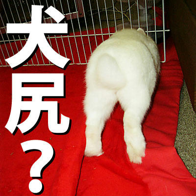 犬尻