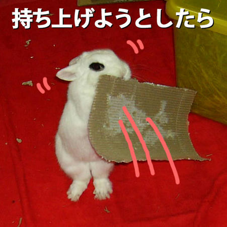 持ち上げようとしたら