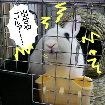 出せやゴルァー！