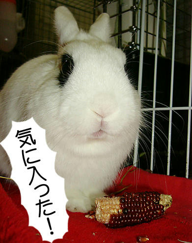 気に入った！