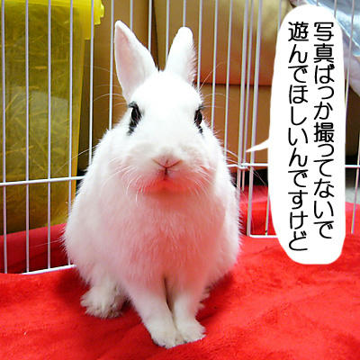遊べ