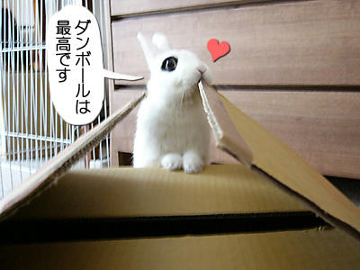 おニュ段