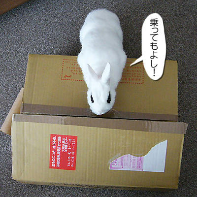 乗っても