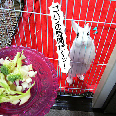 ごはん、ごはん！