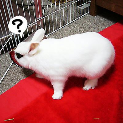 なになに？