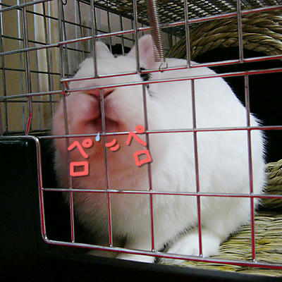 ペロペロ