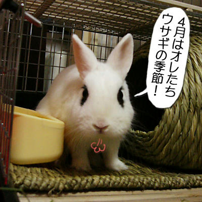 ウサギの季節