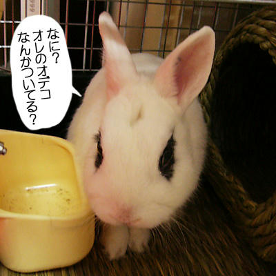 なんかついてる？
