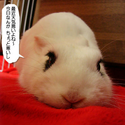 タオルが干されてて暗いの