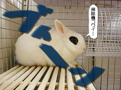 掃除機におびえる