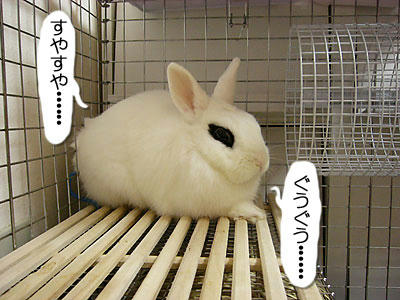 ぐうぐうすやすや