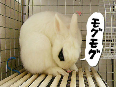 盲腸糞でした