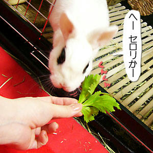 セロリかー