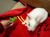 セロリなんだよ