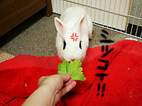 セロリだってば