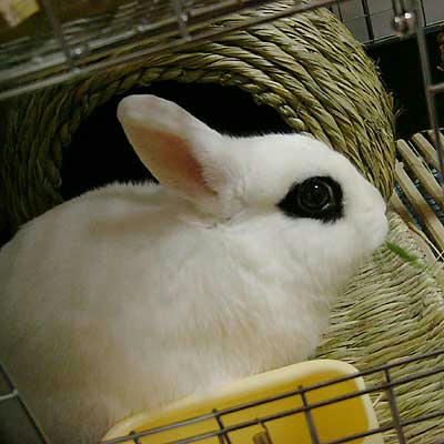 生牧草をご賞味ドリィ
