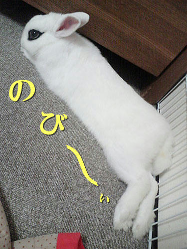 のび～ぃ
