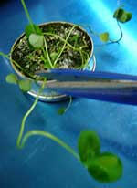 クローバーちょっきん