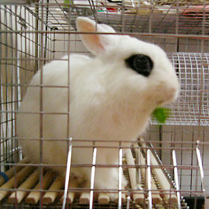 クローバーもぐもぐ