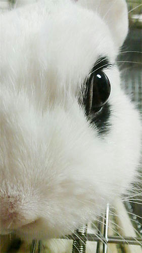 縦長ドリ