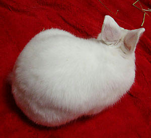 しろモフ