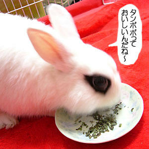 初たんぽぽ