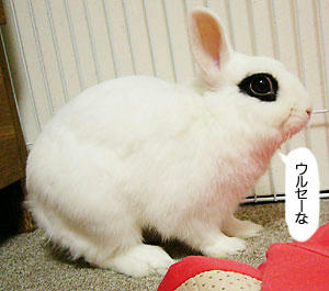 ぼこぼこ毛並み