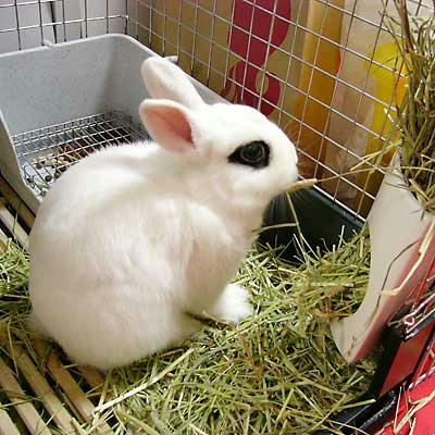 牧草も食べてるよー