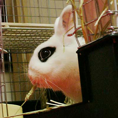 ドワーフホトの穂♪