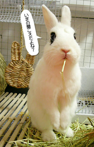 聞こえたよね？