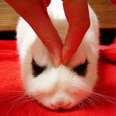 こわい顔のウサギ