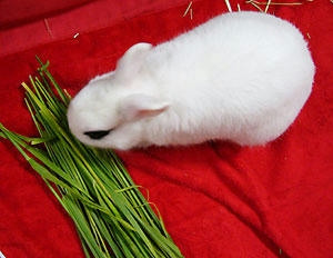 生牧草大放出