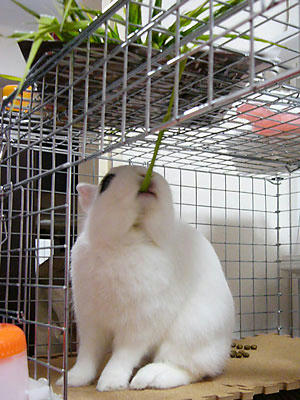 生牧草ゲット