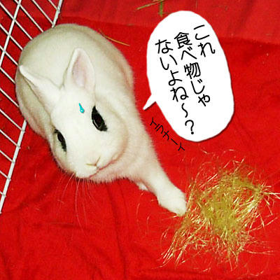 これ食べ物じゃないよね